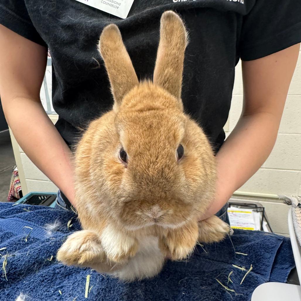 Enlarge Handsome Humphry, a Adoptable American in Murray, UT image 1/1