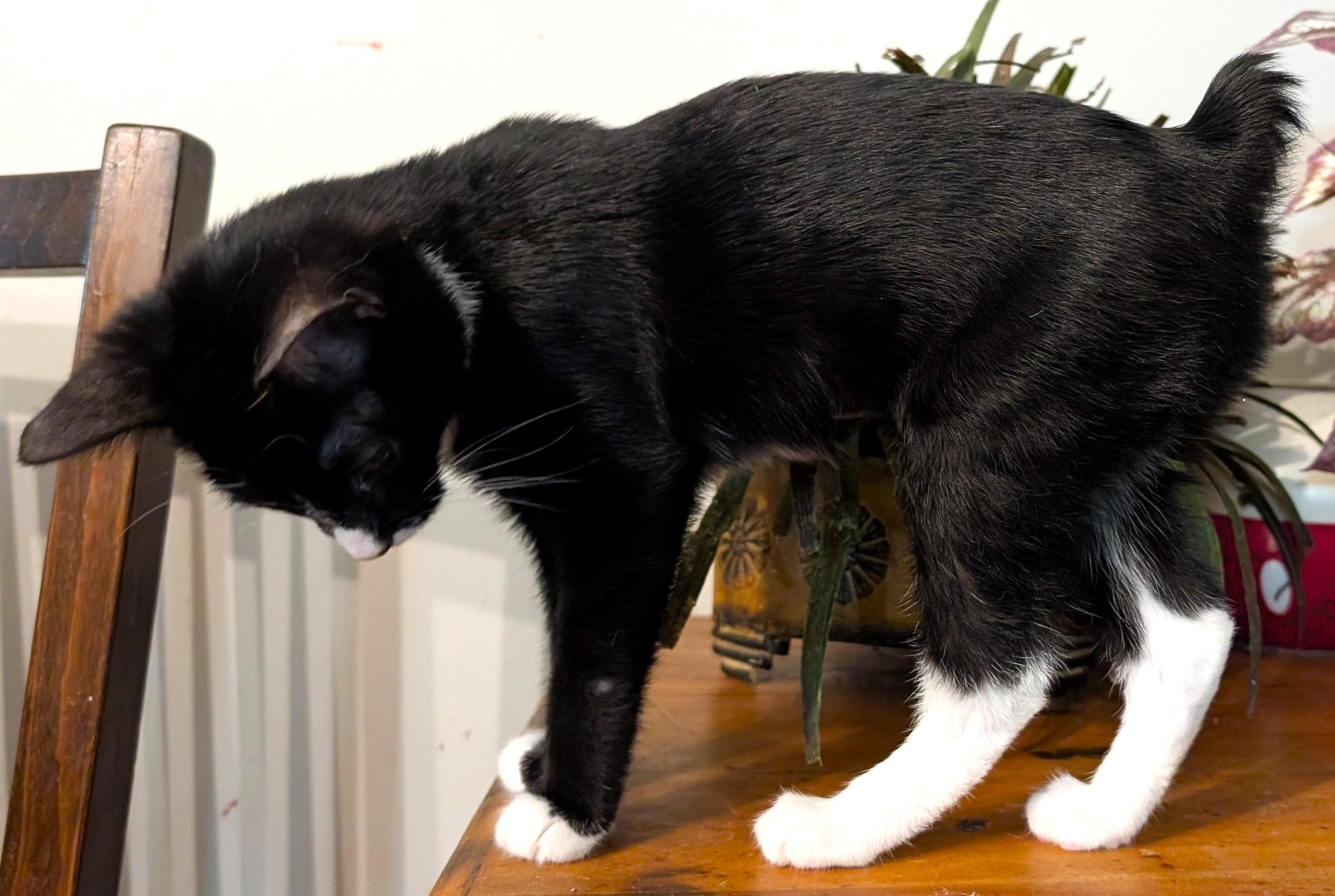 Enlarge Flittle, an adopted mixed breed in Smithfield, NC image 4/4