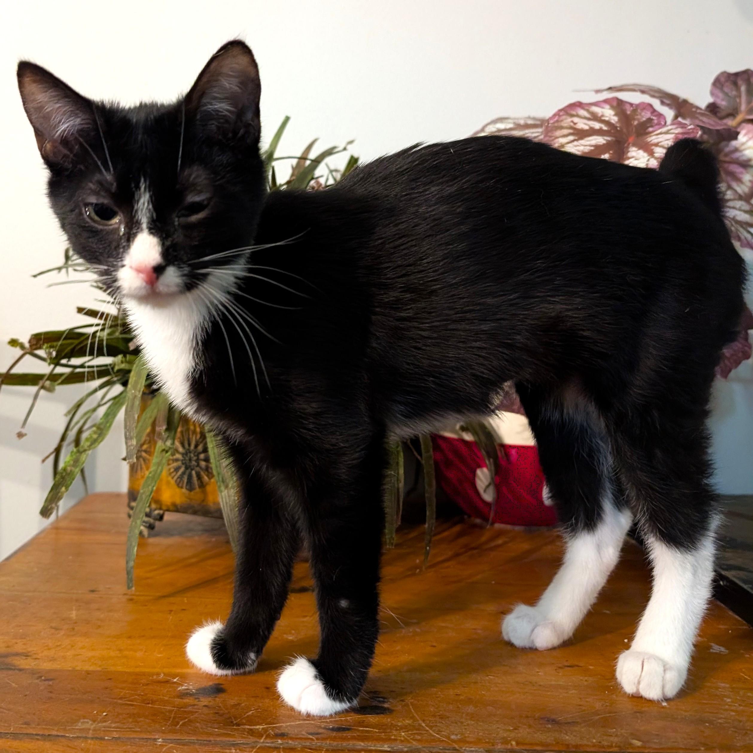 Enlarge Flittle, an adopted mixed breed in Smithfield, NC image 3/4