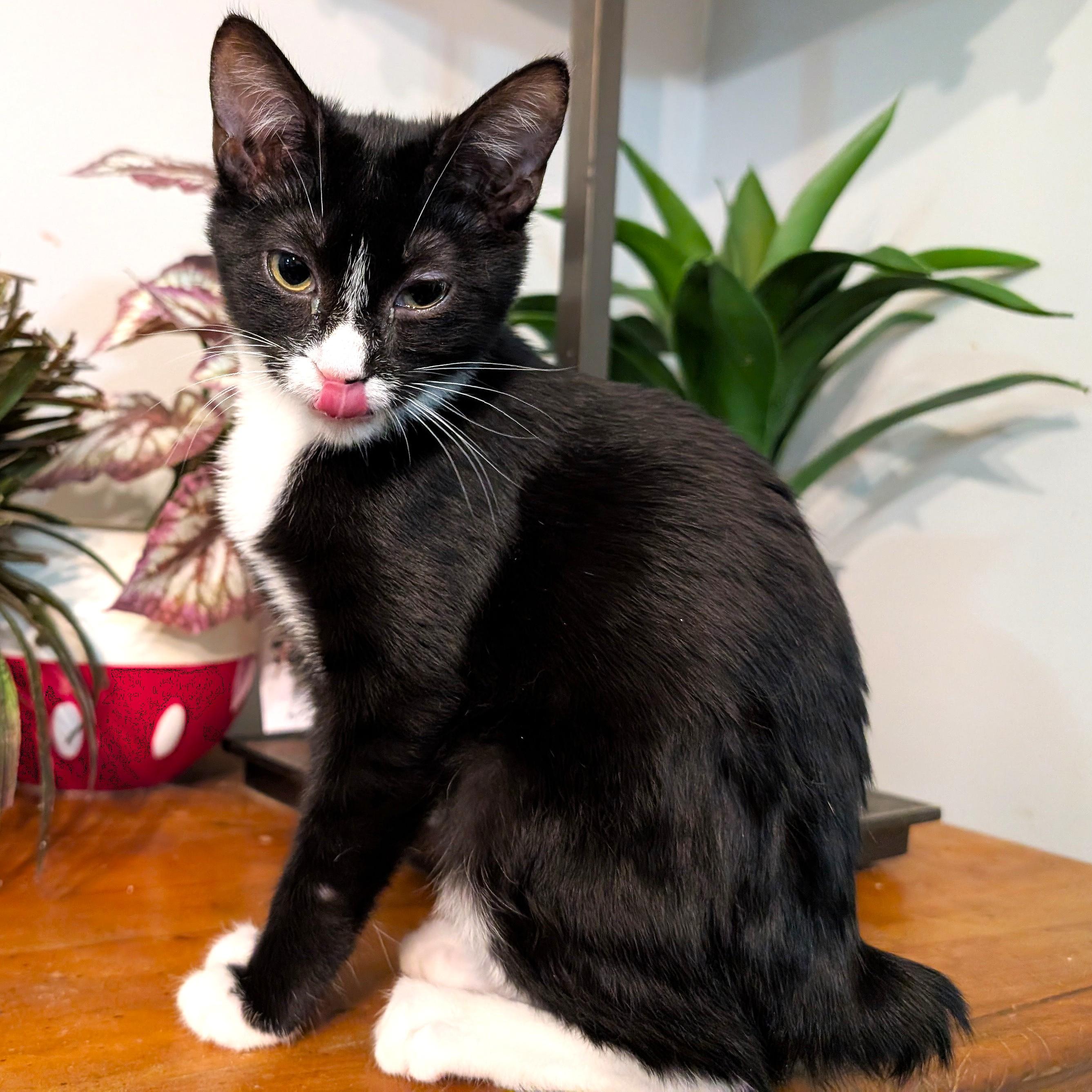 Flittle, adopted, Kitten Female Manx & Domestic Short Hair.