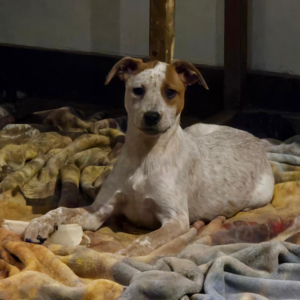 Enlarge Lotus, a Adoptable mixed breed in Waggaman, LA image 1/5