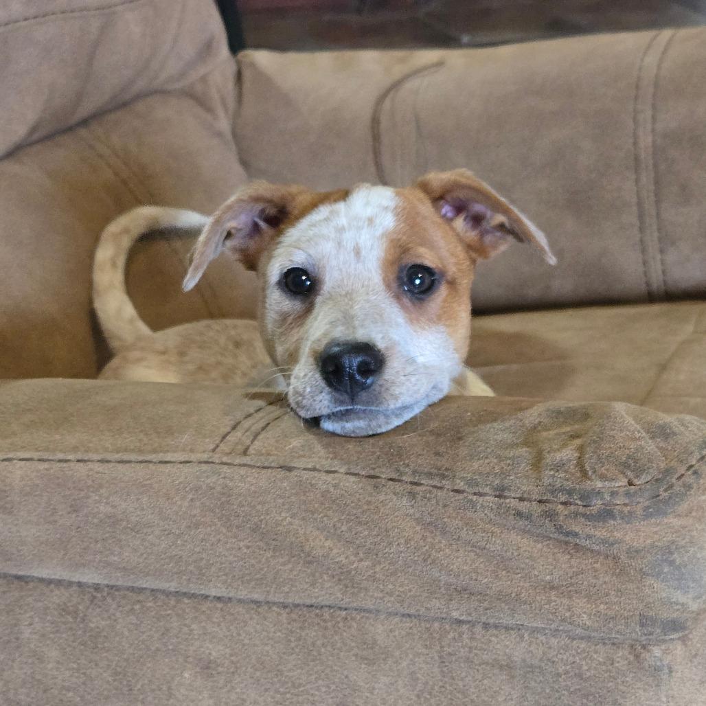 Enlarge Lotus, a Adoptable mixed breed in Waggaman, LA image 2/5