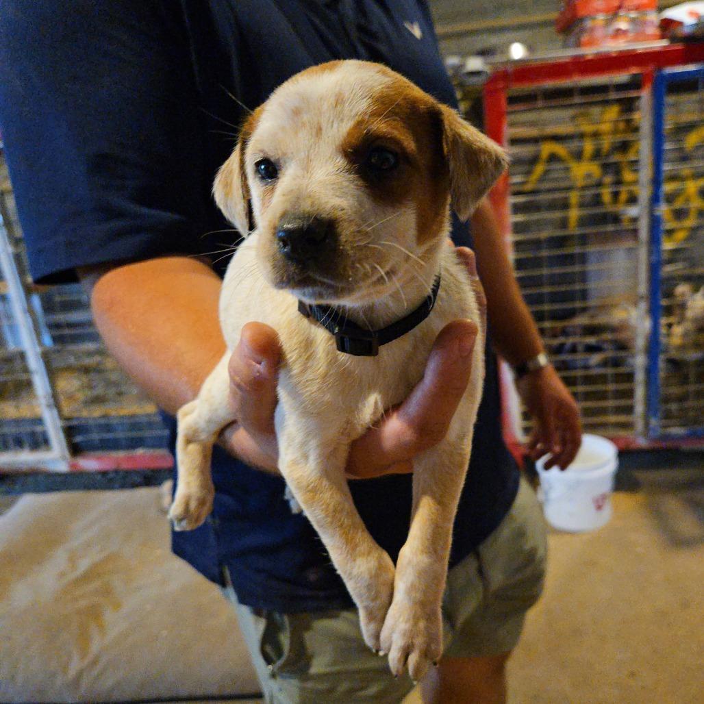 Enlarge Lotus, a Adoptable mixed breed in Waggaman, LA image 1/2
