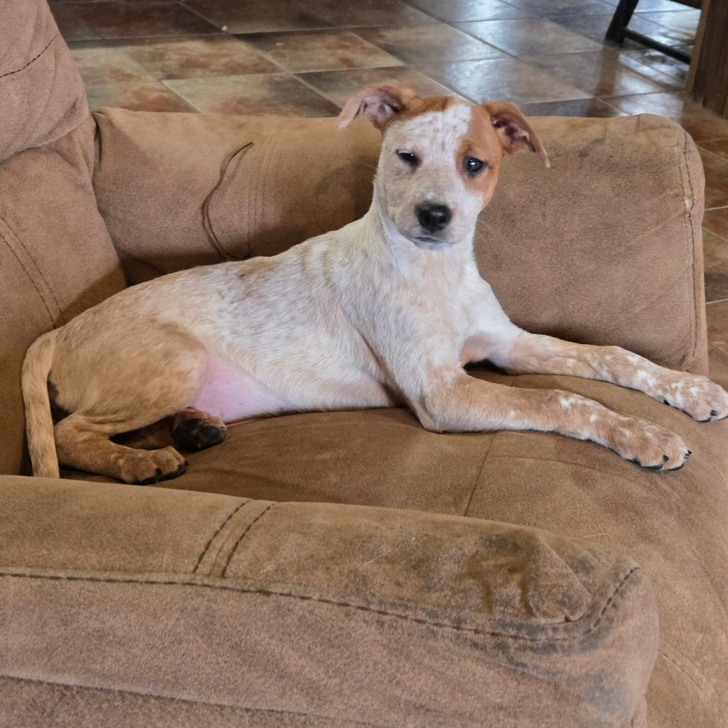 Enlarge Lotus, a Adoptable mixed breed in Waggaman, LA image 4/5