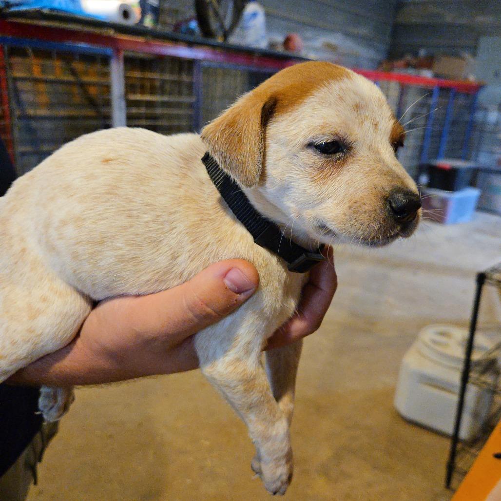 Enlarge Lotus, a Adoptable mixed breed in Waggaman, LA image 2/2