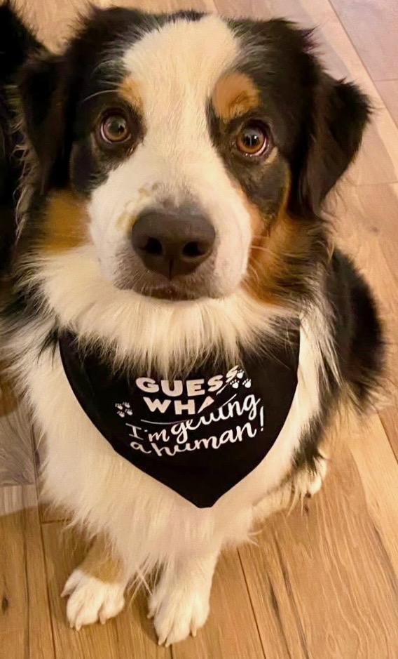 ARPH #14675 - Elm, a Adoptable Australian Shepherd in Tulsa, OK image 5/5