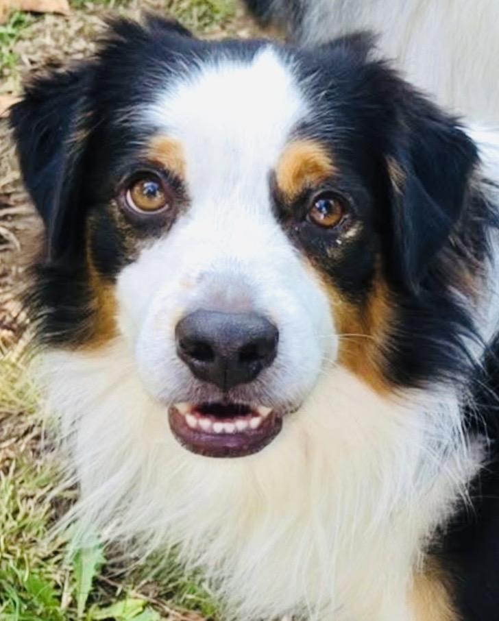 ARPH #14675 - Elm, Adoptable, Adult Male Australian Shepherd.