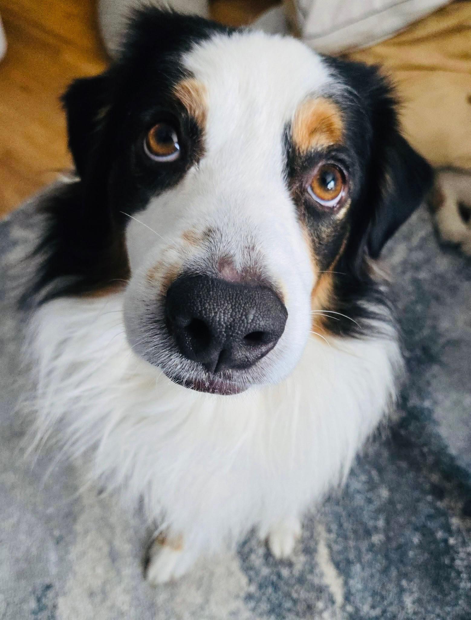 ARPH #14675 - Elm, a Adoptable Australian Shepherd in Tulsa, OK image 4/5