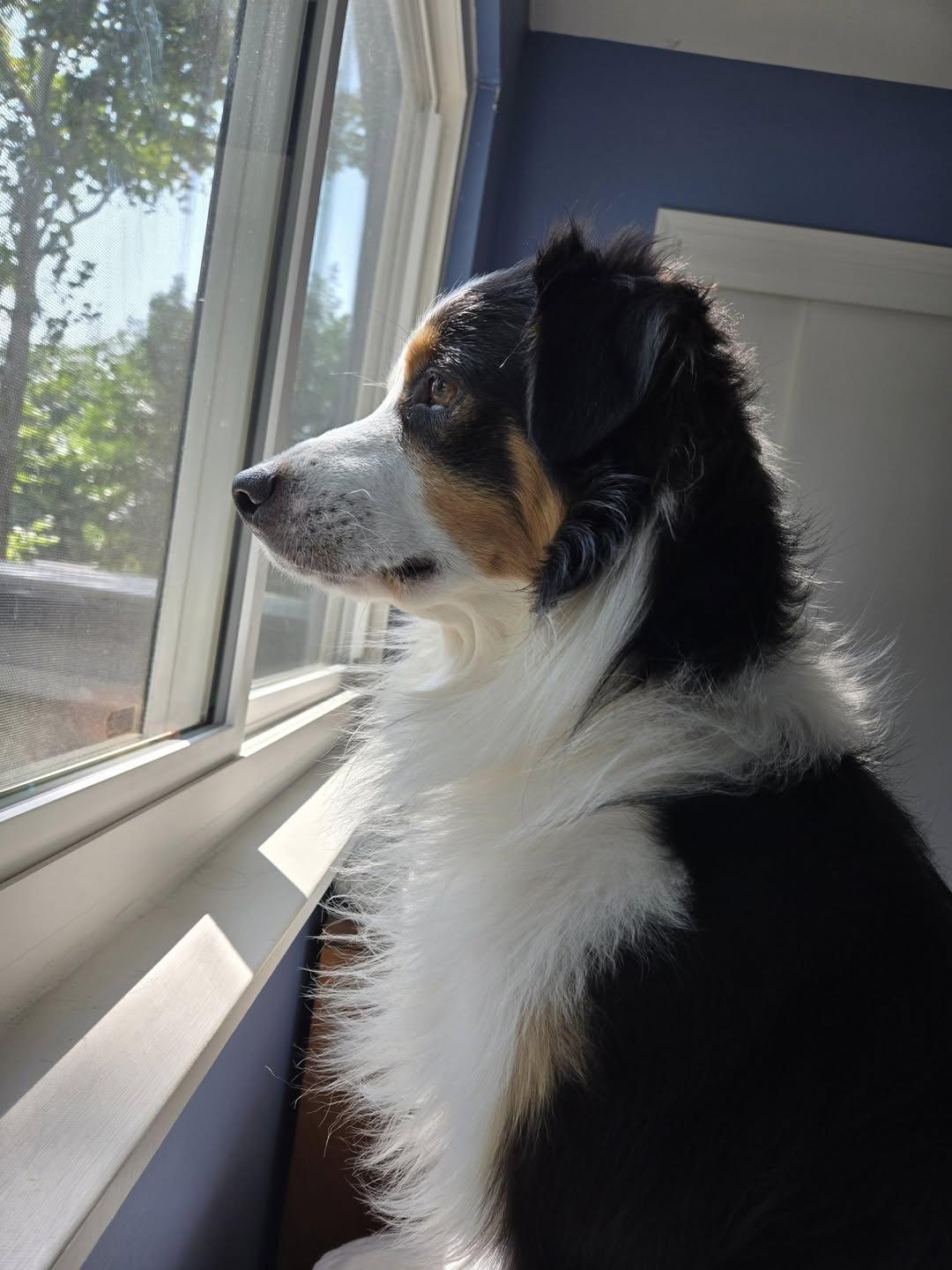 ARPH #14675 - Elm, a Adoptable Australian Shepherd in Tulsa, OK image 2/5