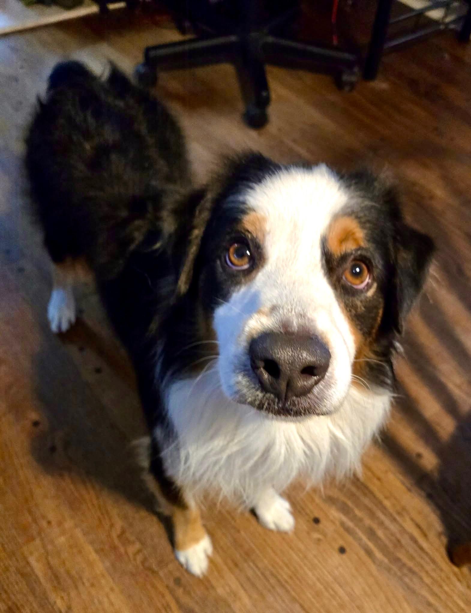 ARPH #14675 - Elm, a Adoptable Australian Shepherd in Tulsa, OK image 3/5