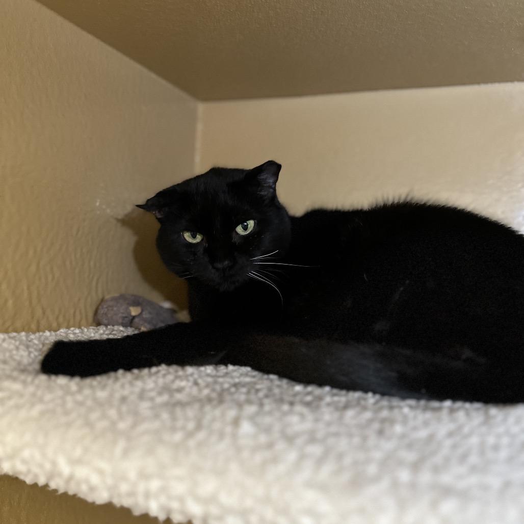 Miranda, Adoptable, Senior Female Domestic Short Hair & Mixed Breed.