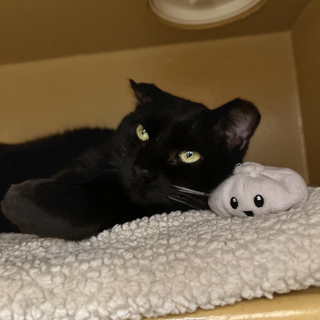 Miranda, Adoptable, Senior Female Domestic Short Hair & Mixed Breed.