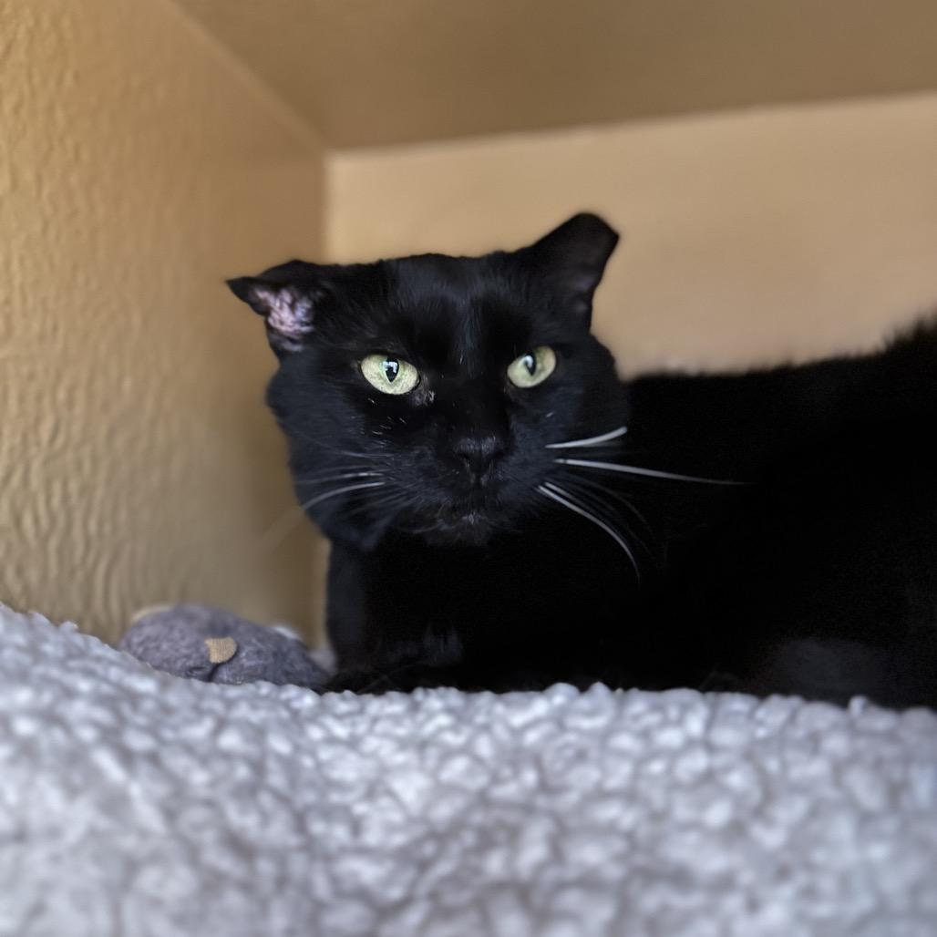 Miranda, a Adoptable mixed breed in Spokane, WA image 3/6