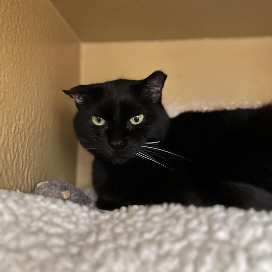 Miranda, a Adoptable mixed breed in Spokane, WA image 4/6