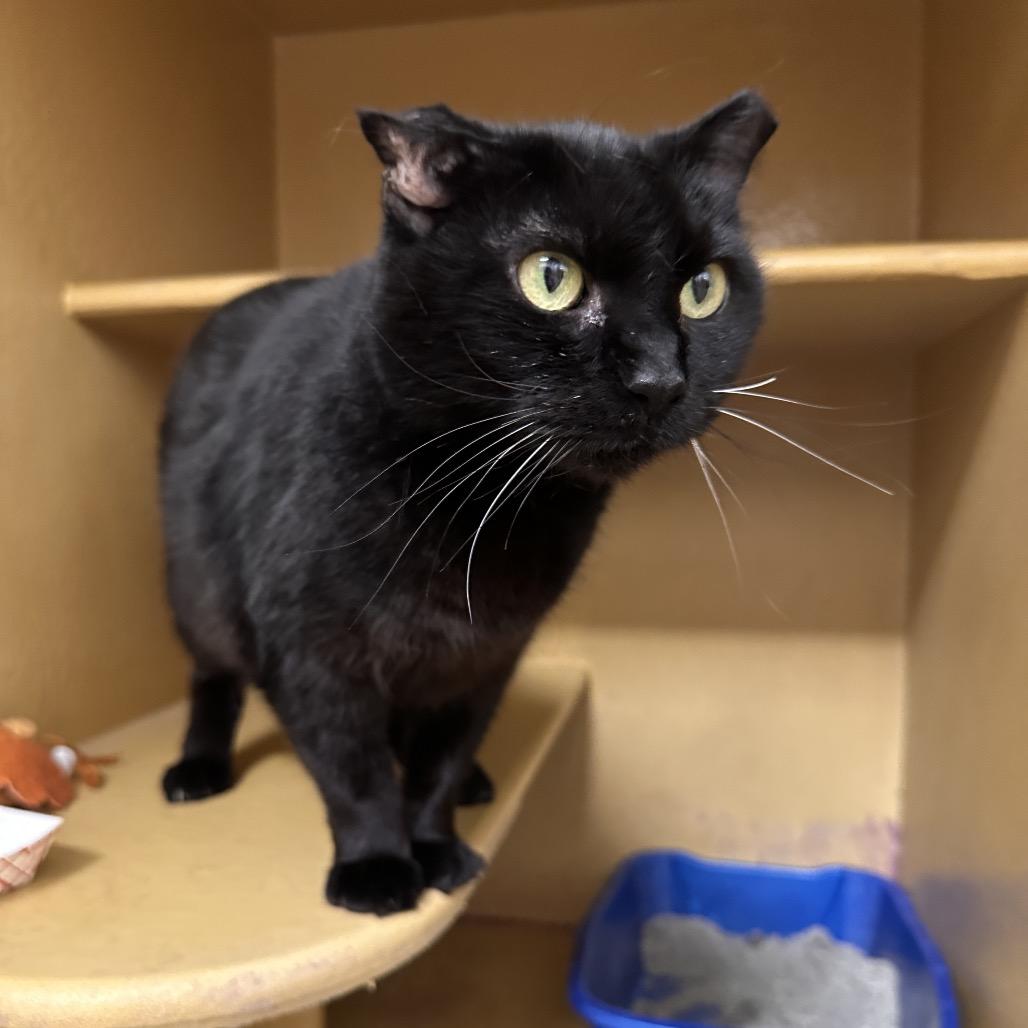 Enlarge Miranda, a Adoptable mixed breed in Spokane, WA image 4/6