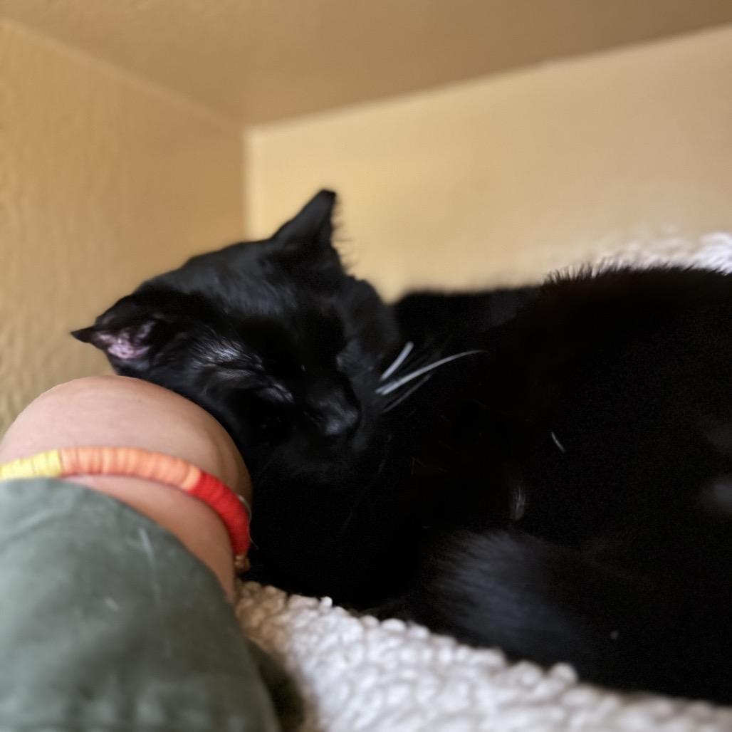 Miranda, a Adoptable mixed breed in Spokane, WA image 5/6