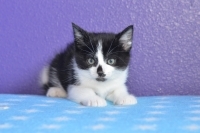 Enlarge Angelo, a Adoptable Domestic Short Hair in Woodland Hills, CA image 1/2