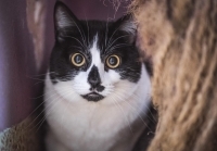 Enlarge Angelo, a Adoptable Domestic Short Hair in Woodland Hills, CA image 2/2