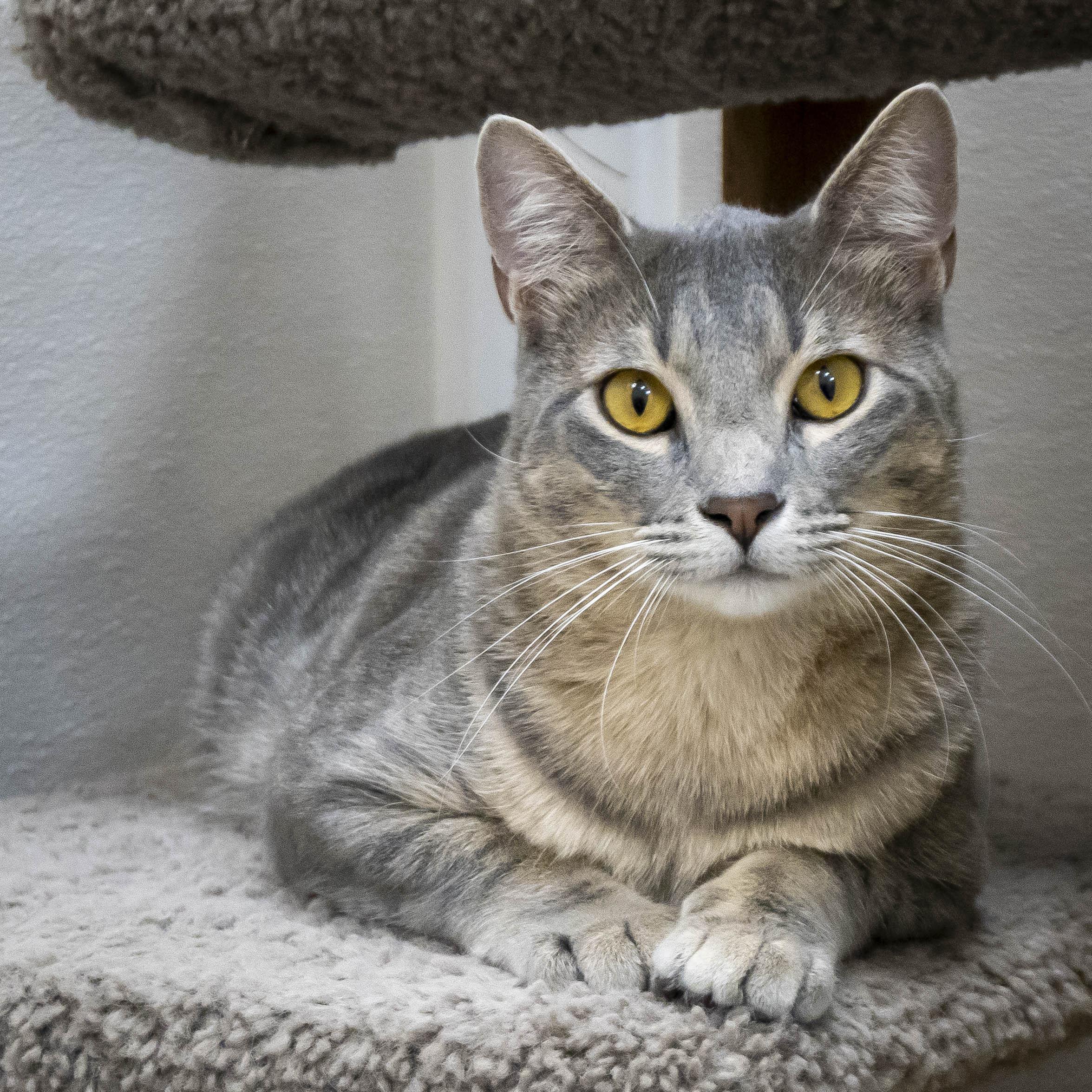 Schnitzel (must be adopted with Strudel), ADOPTABLE, Young Male Domestic Short Hair.