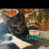 Enlarge Dash RC, a Adoptable mixed breed in Von Ormy, TX image 2/4