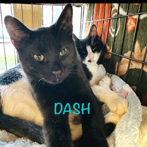 Enlarge Dash RC, a Adoptable mixed breed in Von Ormy, TX image 4/4