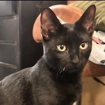 Dash RC, Adoptable, Kitten Male Domestic Short Hair.
