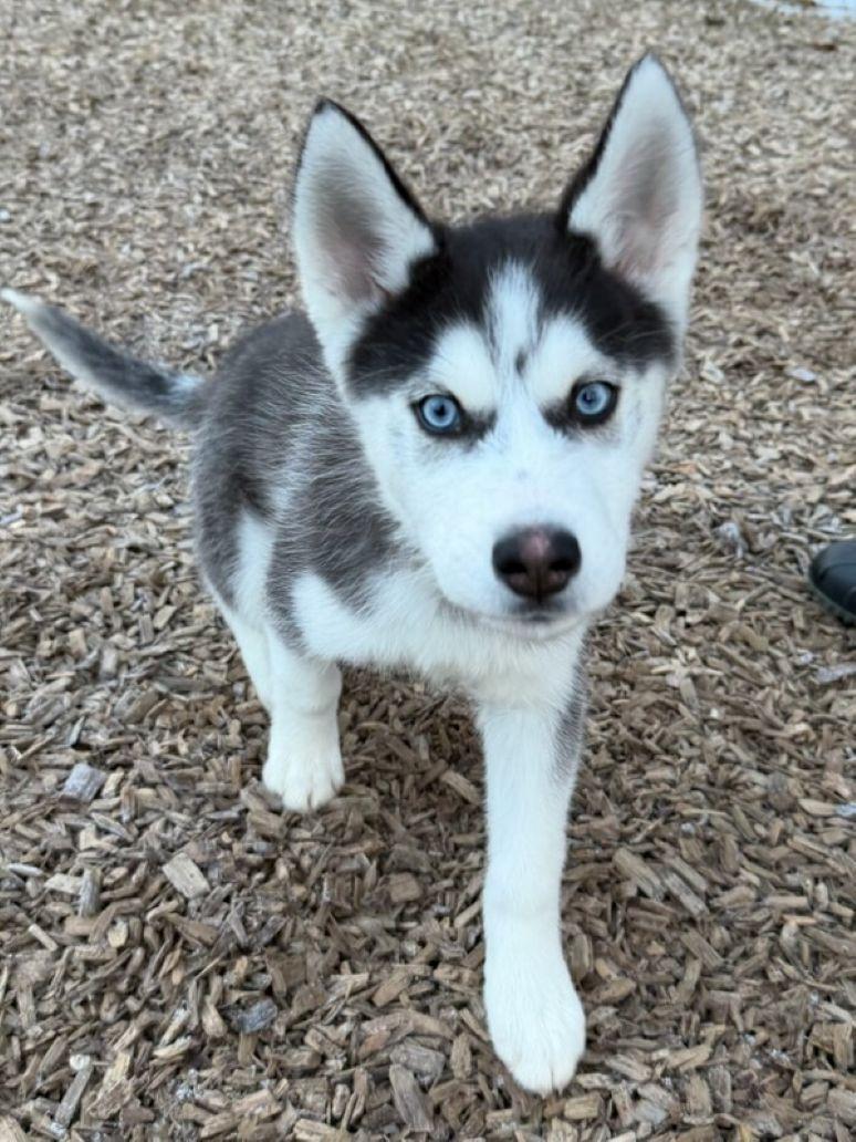 Jax, adopted, Puppy Male Siberian Husky.