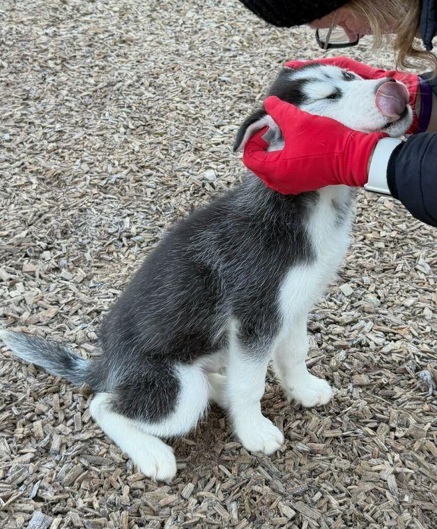 Enlarge Jax, an adopted Siberian Husky in East Hartford, CT image 6/6