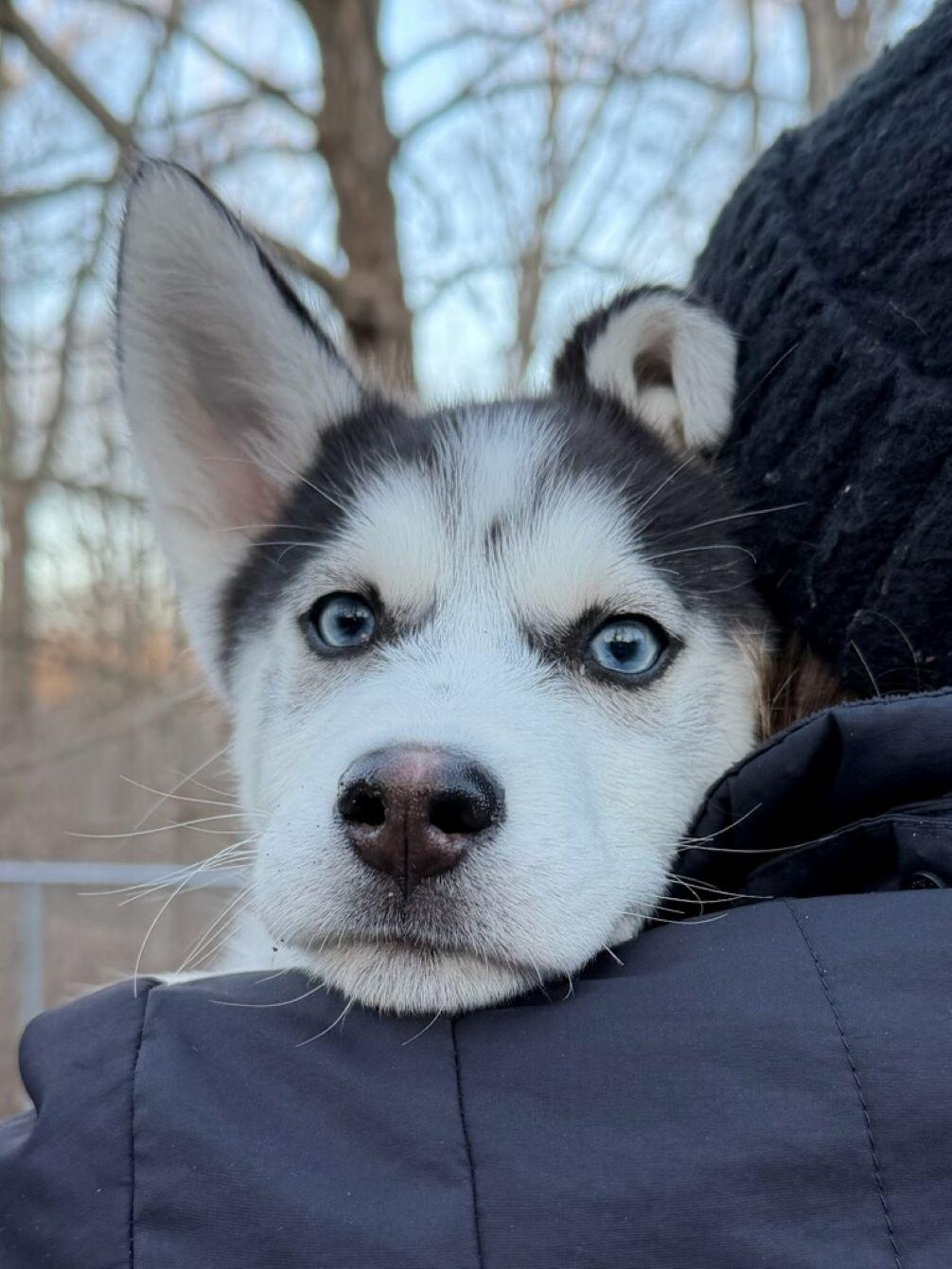 Enlarge Jax, an adopted Siberian Husky in East Hartford, CT image 3/6