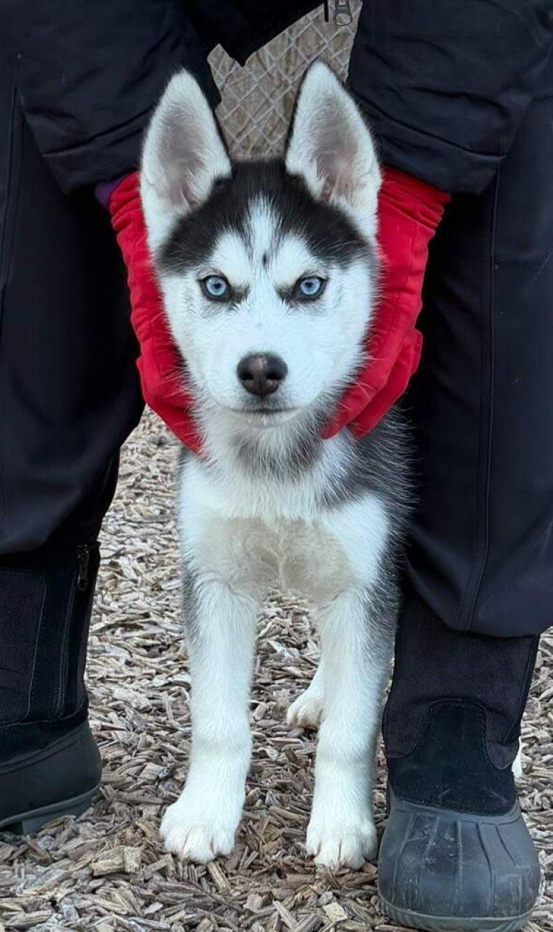 Enlarge Jax, an adopted Siberian Husky in East Hartford, CT image 2/6