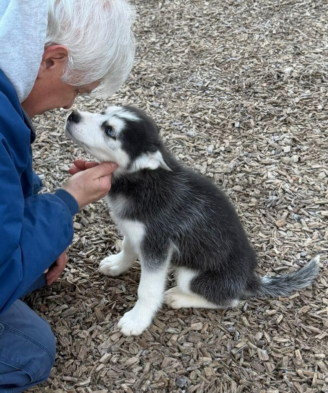 Enlarge Jax, an adopted Siberian Husky in East Hartford, CT image 5/6