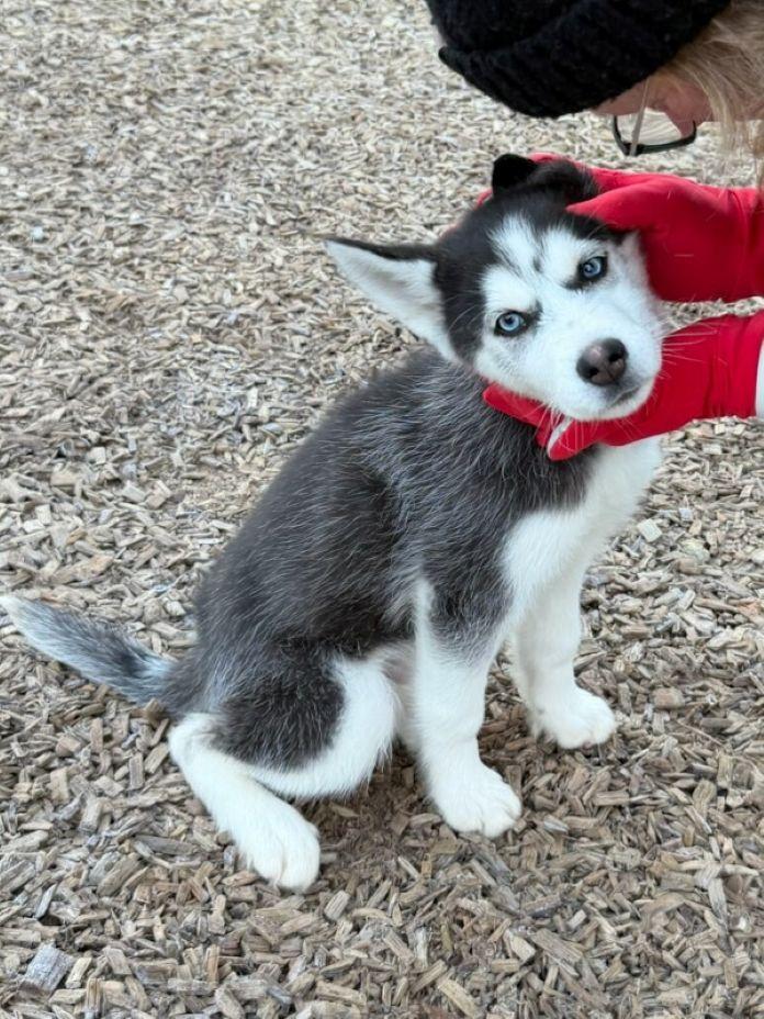 Enlarge Jax, an adopted Siberian Husky in East Hartford, CT image 4/6