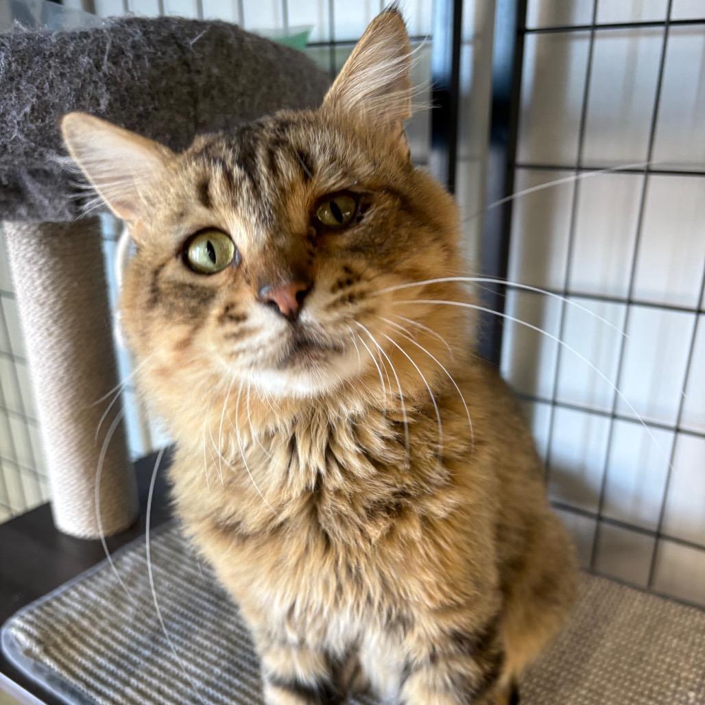 Obstruction of Justice, Adoptable, Adult Male Domestic Medium Hair.