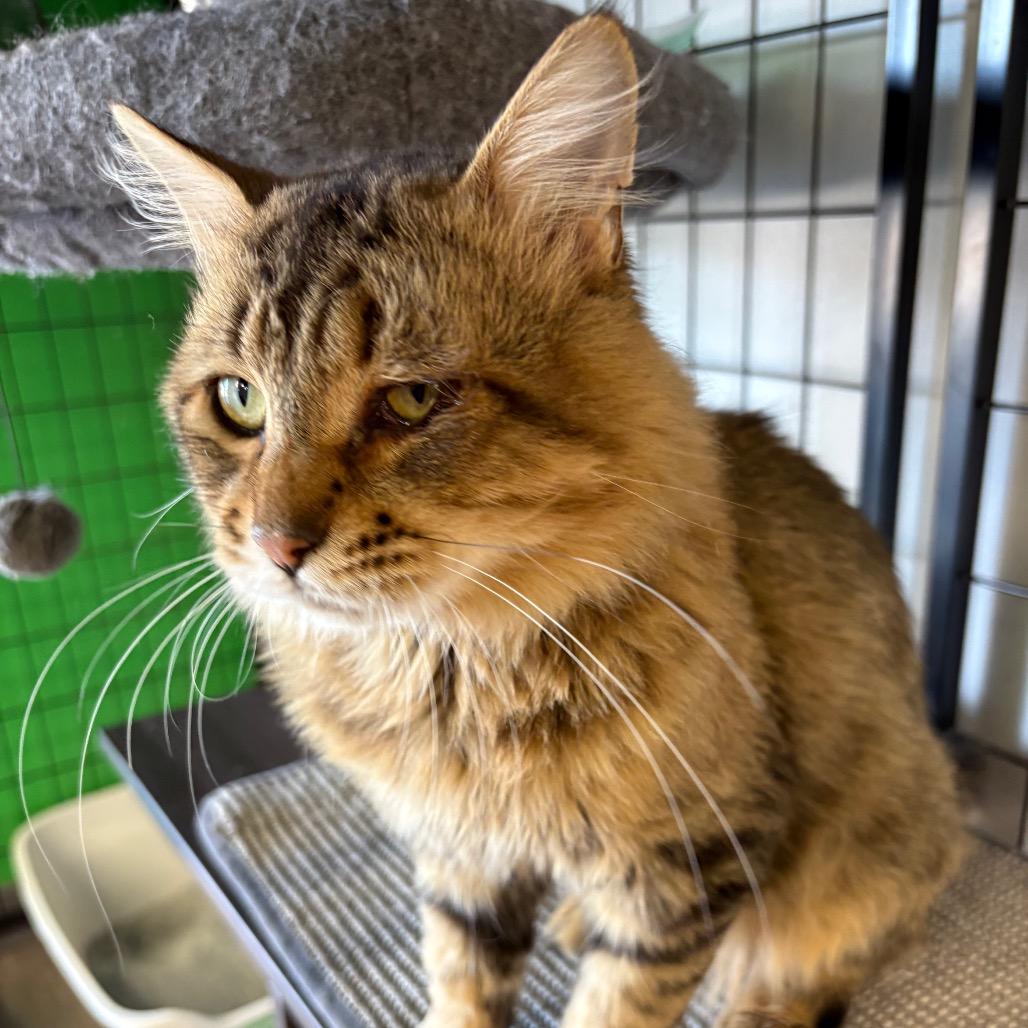 Enlarge Obstruction of Justice, a Adoptable Domestic Medium Hair in St. Paul, MN image 2/2