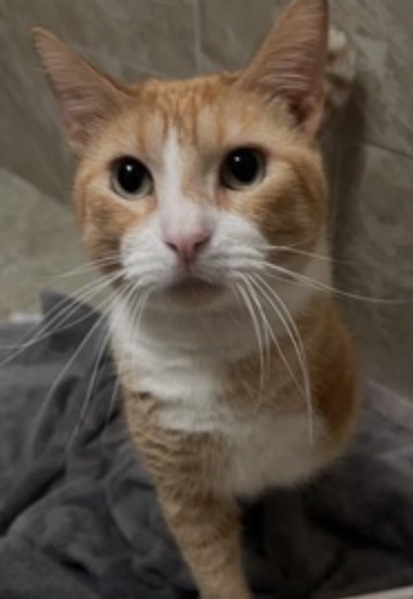 Enlarge Ron, a ADOPTABLE Domestic Short Hair in Old Bridge, NJ image 1/1