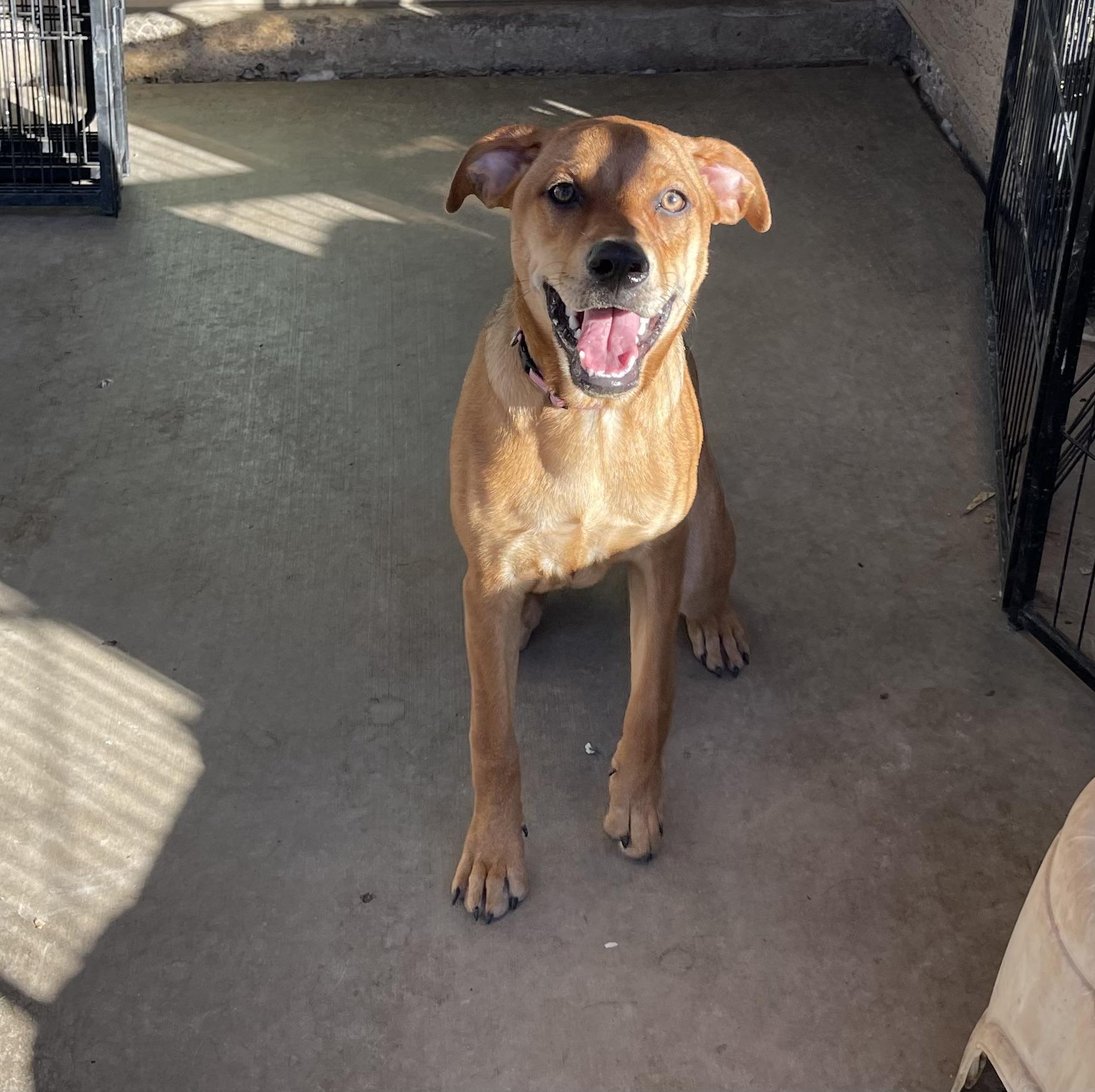 Goldie, Adoptable, Puppy Female Labrador Retriever & Australian Shepherd.