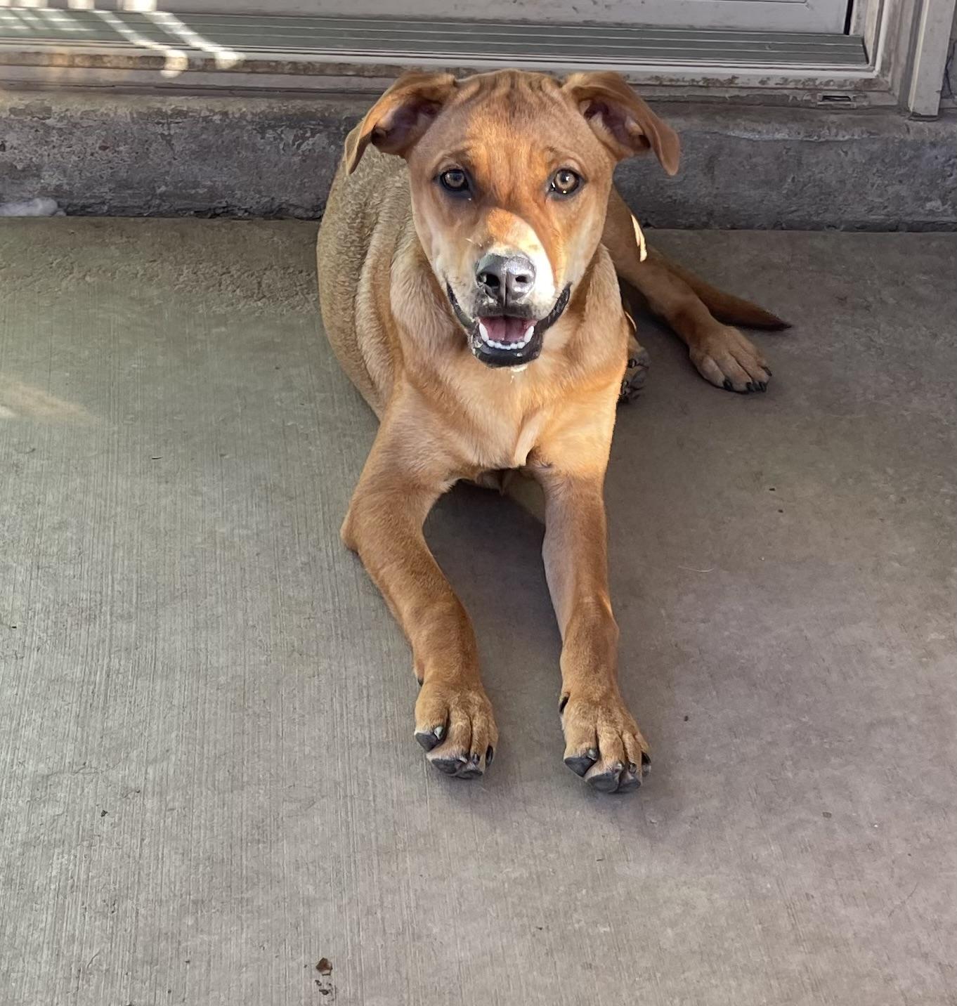 Goldie, a Adoptable mixed breed in Chandler, AZ image 2/4
