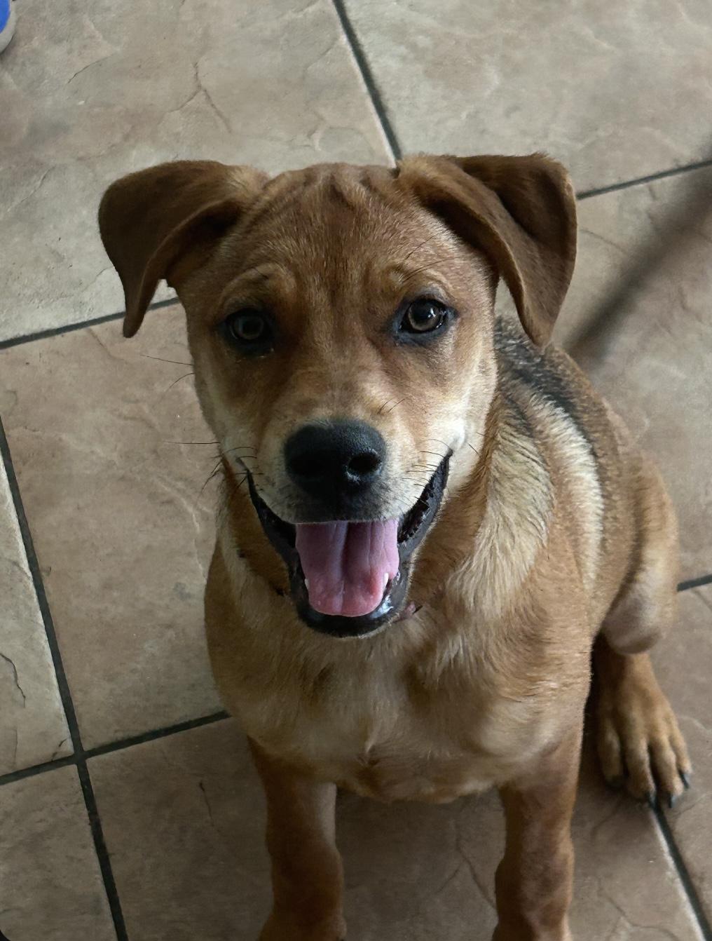 Goldie, a Adoptable mixed breed in Chandler, AZ image 3/4