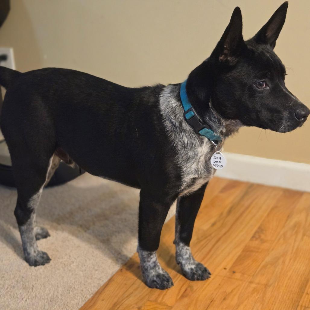 Copper, Adoptable, Young Male Australian Cattle Dog / Blue Heeler.