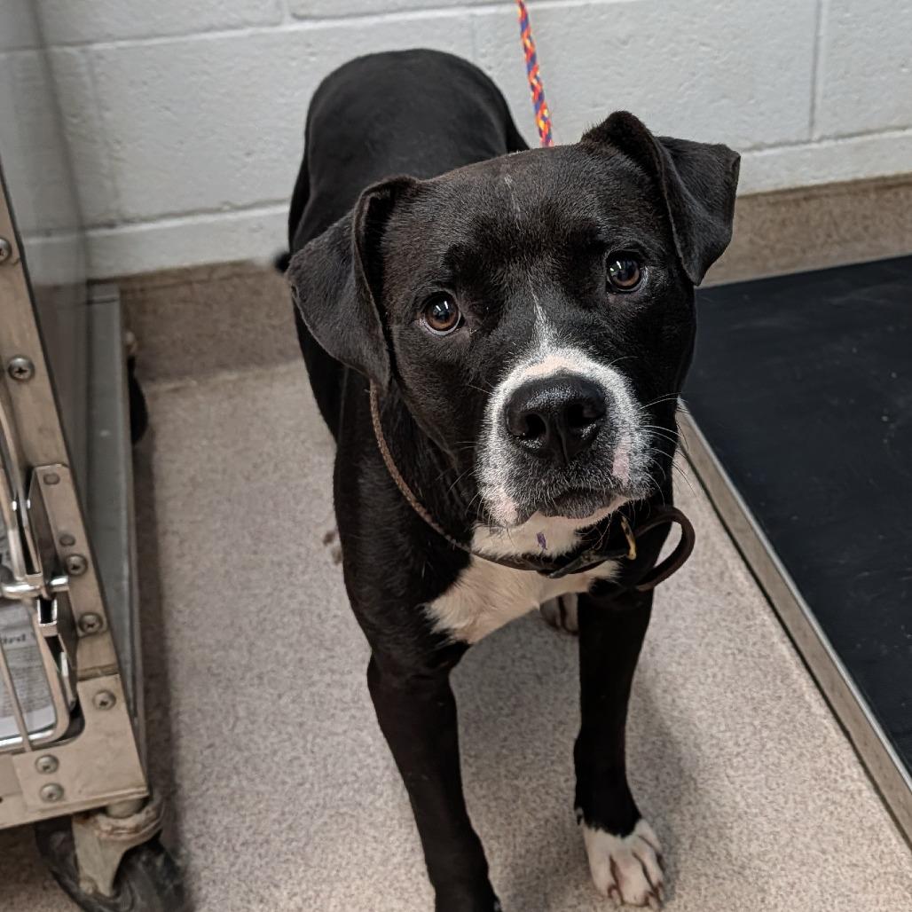 Enlarge Luca, a Adoptable mixed breed in Ardmore, OK image 2/2