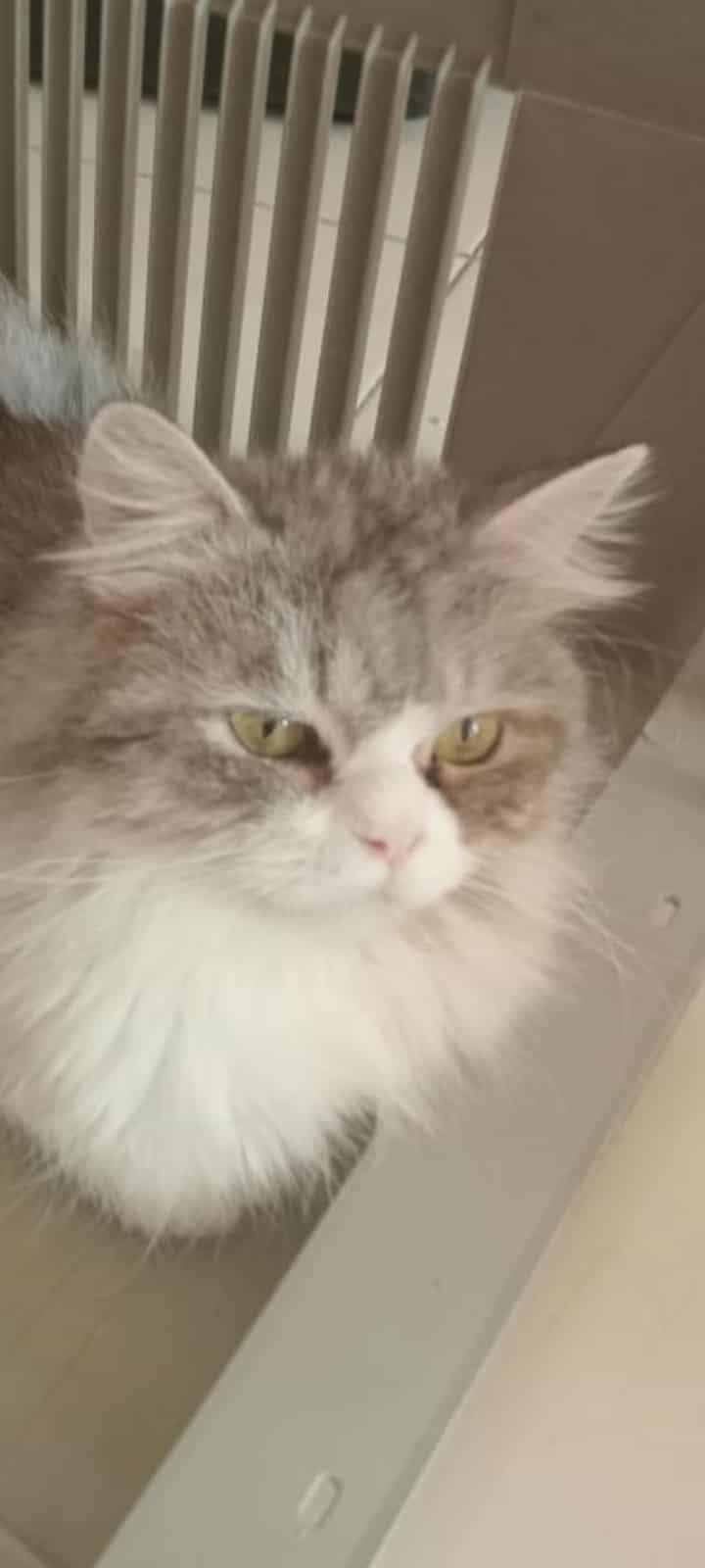 Monty