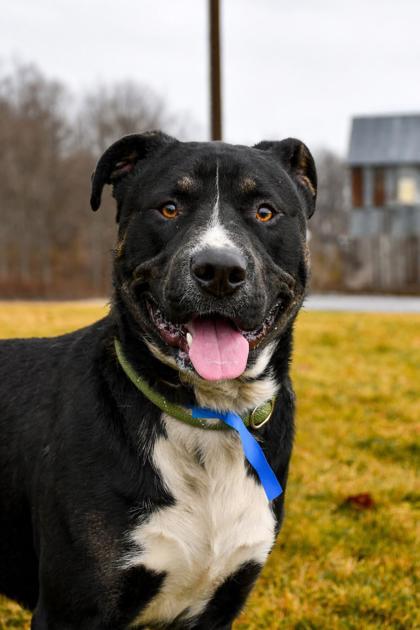 Enlarge Oso, a Adoptable mixed breed in Yakima, WA image 1/3