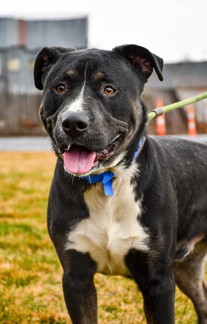 Enlarge Oso, a Adoptable mixed breed in Yakima, WA image 2/3
