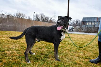 Enlarge Oso, a Adoptable mixed breed in Yakima, WA image 3/3