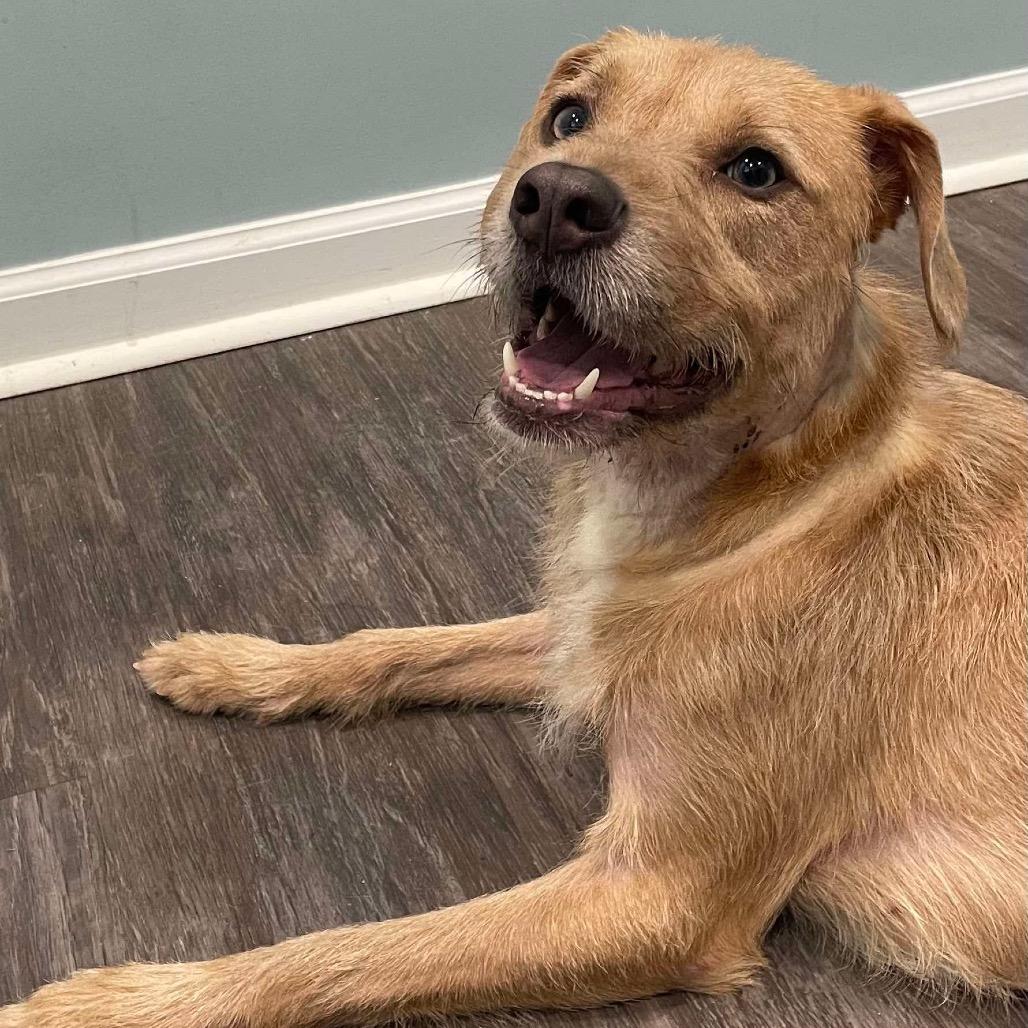 Kara, Adoptable, Adult Female Labrador Retriever & Jack Russell Terrier.