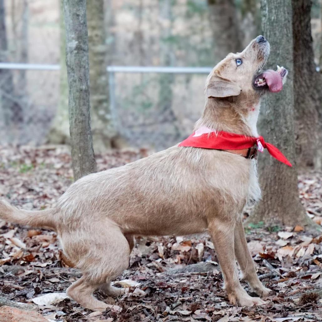 Enlarge Kara, a Adoptable mixed breed in Opelika, AL image 2/6