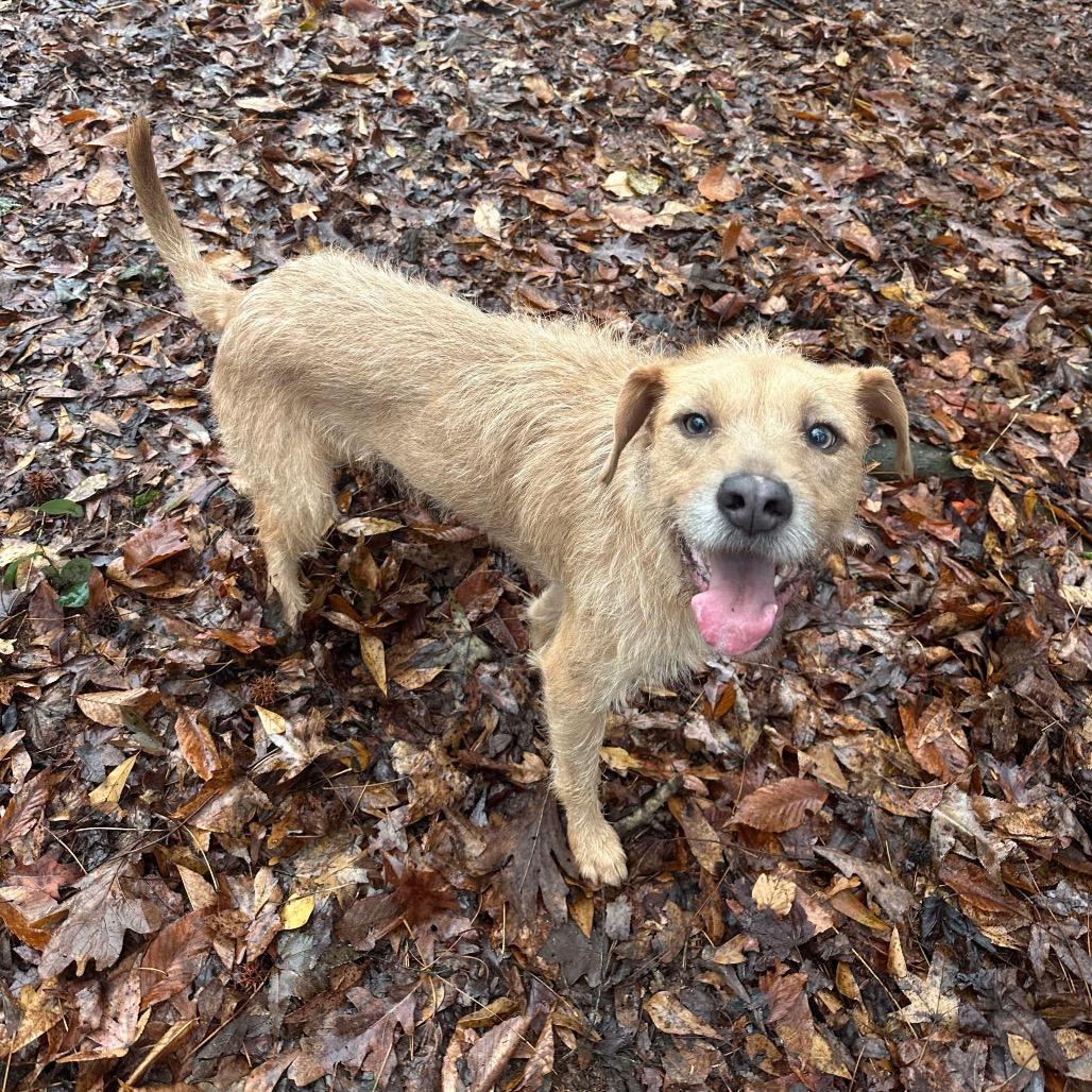 Enlarge Kara, a Adoptable mixed breed in Opelika, AL image 3/6