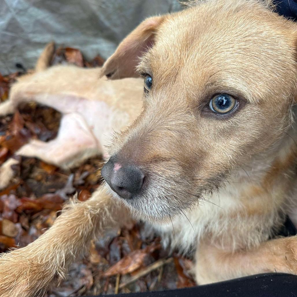 Enlarge Kara, a Adoptable mixed breed in Opelika, AL image 4/6
