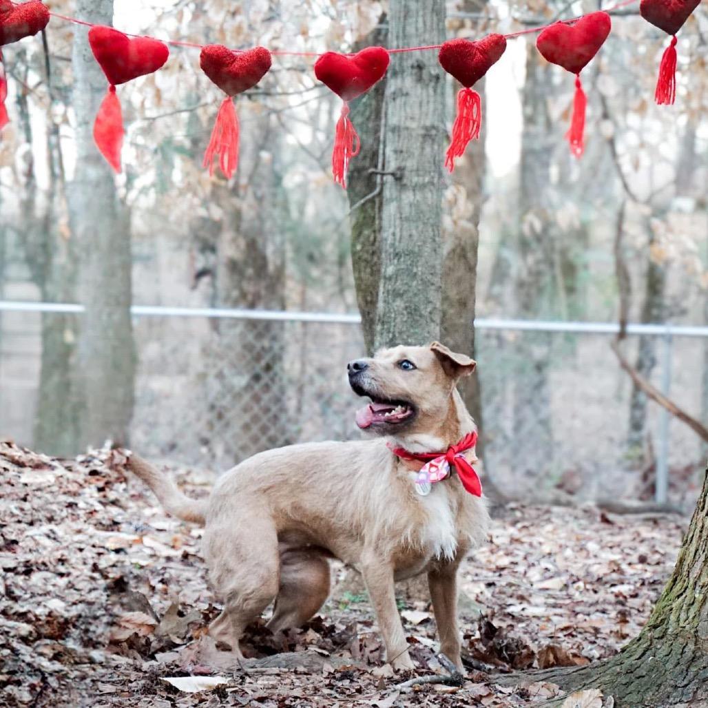 Enlarge Kara, a Adoptable mixed breed in Opelika, AL image 5/6