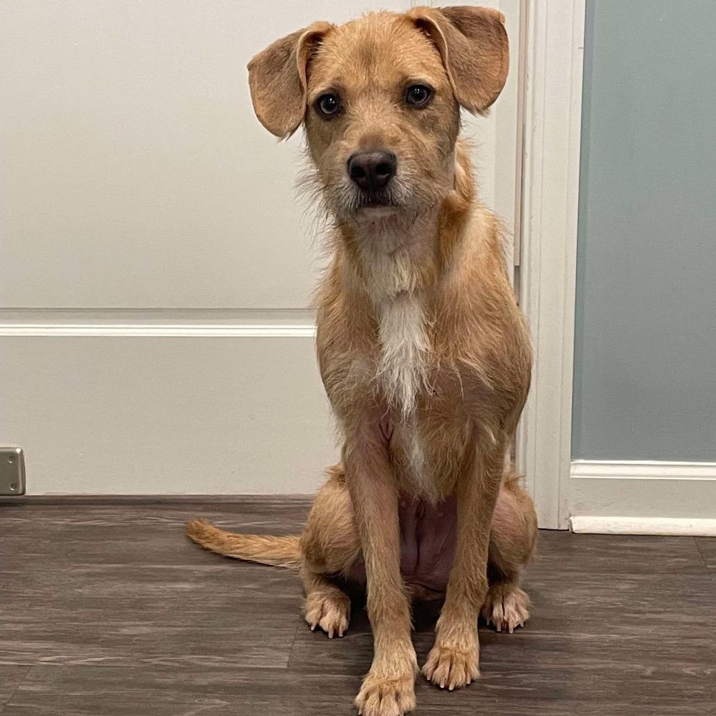 Enlarge Kara, a Adoptable mixed breed in Opelika, AL image 6/6